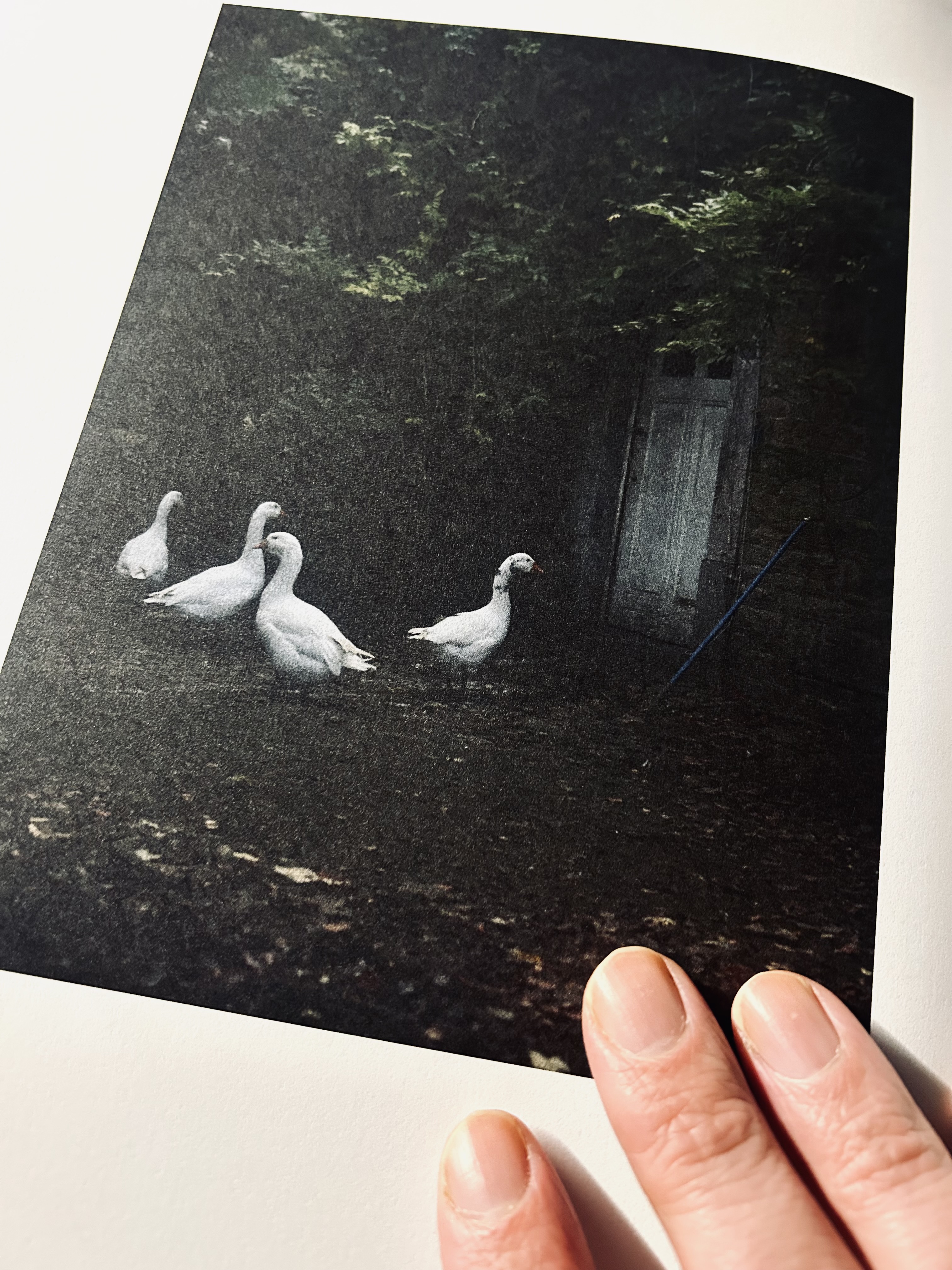 Une photo du livre Lara Gasparotto. Refuge